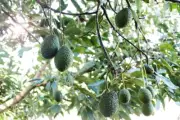 Fuerte Avocado Tree Cold Hardy Variety- 2 seeds