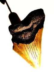 MEGALODON SHARK TOOTH FOSSIL IN NATURAL CONDITION
