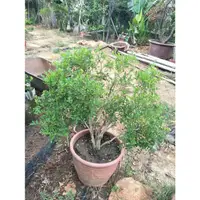 在飛比找蝦皮購物優惠-元茂園藝中壢園區-新貨上架 小葉七里香 七年盆栽