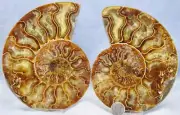 Large Ammonite Pair Crystals 110myo Dinosaur age Fossil 139mm XL 5.5" 4343bb