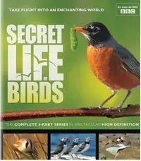 在飛比找Yahoo!奇摩拍賣優惠-鳥的秘密生活 BBC Secret Life of Bird
