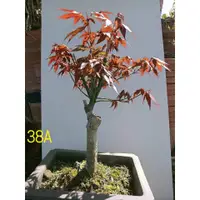 在飛比找蝦皮購物優惠-【拈花惹草】38A- 火紅日本紅楓盆栽