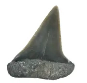 Fossil Mako Shark Tooth in Frame Isurus hastalis (EA9285) Antwerp Belgium