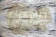 Electric Guitar Top Spalted Maple Bookmatched Wood Worm-hole For Stabilized Make