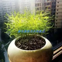 在飛比找蝦皮購物優惠-現貨、種子 武竹種子 桌面陽臺盆栽植物花卉 四季播種小森林萬