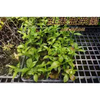 在飛比找蝦皮購物優惠-『525生態植物園』紅果金粟蘭 （九節茶）室內觀賞植物