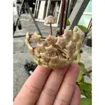 台灣粉毬蘭（台灣原生種）