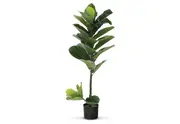 GIANT FIDDLE 110cm Plant