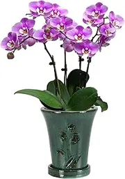 W&W Orchid Pot with Holes and Saucer for Repotting, 6 * 7 Inches, Green Mix