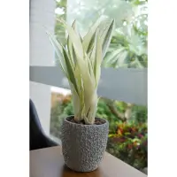 在飛比找蝦皮購物優惠-虎尾蘭 完美女神  Sansevieria Beauty Q