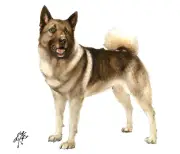 ✿ Original Oil Portrait Painting ELKHOUND Artist Signed Artwork Puppy Dog Art