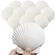 10Pcs 4-5 inch Sea Shells White Scallop Shells for Cooking Crafts, Large Sea ...