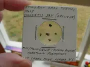 (S1367-O) Micro Fossil Stingray Sting Ray oral teeth male Dasyatis Aurora US