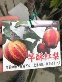 在飛比找Yahoo!奇摩拍賣優惠-花花世界_水果苗*早酥紅梨* 新品種/4吋盆/高30-40公