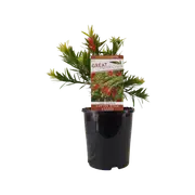 140mm Callistemon Dawson River Weeper - Callistemon viminalis