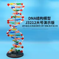 在飛比找樂天市場購物網優惠-DNA結構模型/大號J33306雙螺旋60公分高中堿基對遺傳