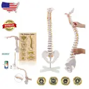 31-Inch Life-Size Flexible Spine Model with Nerves and Vertebrae on Stand