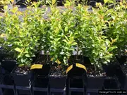 Buy Lilly Pilly Hinterland Gold Shrub Plant - Syzygium australe