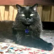 LincTag Find Lost Pet ID NFC Tag - Pet Finder.