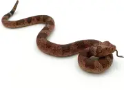 Fake Snake Toy Realistic Rubber Snake Toy 10.3" Rattlesnake Figurine Scare Birds