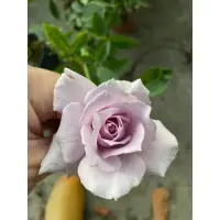 在飛比找蝦皮購物優惠-爽 紫色 玫瑰花月季 植株盆 盆栽 紫色