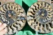 Dinosaur Split PAIR BLACK Ammonite 1 IN 100 XXL 212mm 110myo FOSSIL 8.5" a3829ou