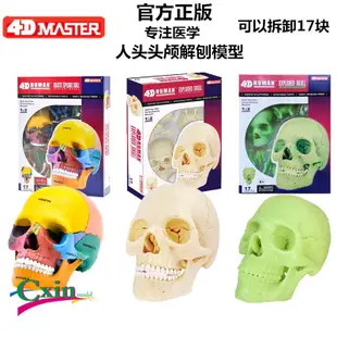 4D MASTER 益智拼裝玩具 原色彩色螢光色人體頭骨器官解剖模型 醫學教學模型