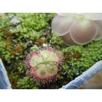 在飛比找蝦皮購物優惠-《悠栽小植》-食蟲植物-Drosera burmannii-