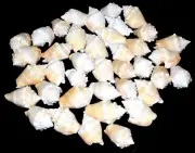 Snail Shells 2.5" x 1.5" (Average) - Crafts - Decoration - Garden (3 dozen)