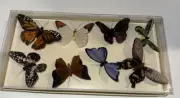 NIB POTTERY BARN Boxed Hand Painted Goose Feather Butterfly Set of 8