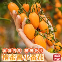 在飛比找生活市集優惠-【果之蔬】果農直配台灣嚴選橙蜜香番茄5斤