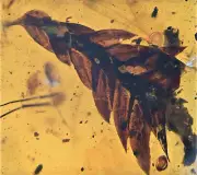 Botanical Acacia sprig leaf, Fossil insect inclusion in Burmese Amber