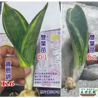 在飛比找蝦皮購物優惠-K6寶扇錦 長葉大寶扇 紅邊寶扇 綠銀虎 象耳 鯨耳 鯨魚鰭