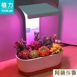 植物燈 植力【桌面補光燈】多肉植物LED全光譜上色USB家用室內生石花肉錐 雙十二特惠 聖誕節交換禮物