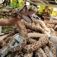 在飛比找蝦皮購物優惠-宜家代購尤恩格斯庫格玩具蛇手套玩偶蛇形緬甸蟒搞怪創意毛絨娃娃