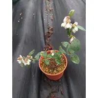 在飛比找蝦皮購物優惠-藍莓苗【金河】3.5吋淺軟黑盆、6吋盆栽。