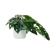 Artificial Monstera Plant