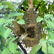 Birdhouse Grass Hand Woven Birdhouse Parrot Bird Nest Bird Nest for Tree