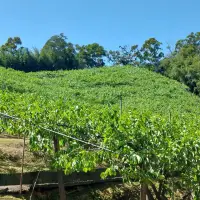 在飛比找蝦皮購物優惠-新埔劉家柿餅 筆柿 石柿 牛心柿 柿霜 柿餅 伴手禮 手伴 