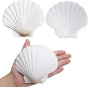 Scallop Shells for Crafts 4-5 Inches, 10Pcs Large Sea Shells for Decorating, Whi