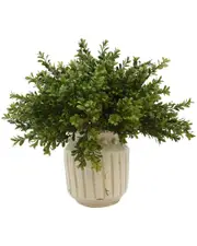 Creative Displays Boxwood Arrangement In A Cream Ceramic Container