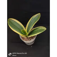 在飛比找蝦皮購物優惠-Phal.aphrodite subsp.Formosana