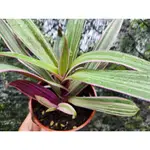 八寶園藝 蚌蘭 觀葉植物 室內植物 具有漂亮的紫色葉片 可用於空氣淨化