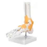 Adult Human Skeleton Ligament Foot Ankle Joint Anatomical Model HR6