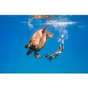 Save 10.00%! Turtle Canyon Snorkel: Semi Private Boat Tour