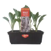 Punnet Tuscan Kale - Brassica oleracea Acephala