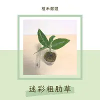 在飛比找蝦皮購物優惠-［植禾］迷彩粗肋草 穩根 美斑 三色迷彩粗肋草 觀葉 網紅植