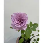 《紫星》🈶貨 🌹 玫瑰花盆栽苗 🌹 玫瑰苗 🌹 玫瑰花苗 🌹 玫瑰盆花 🌹玫瑰花🌹