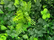 Green Vertical Wall Artificial Instant Hedge Plants 50x50cm Tiles UV Rated Fake