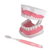 Standard Teeth Model with Denture Toothbrush Kids Teaching Study Supplies